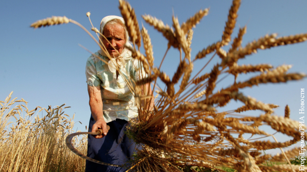 Экономика: Россия отнимает рынок зерна у стран Запада