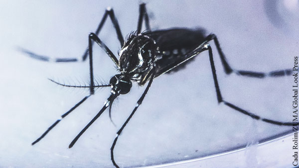 В Антарктиде обнаружили комаров