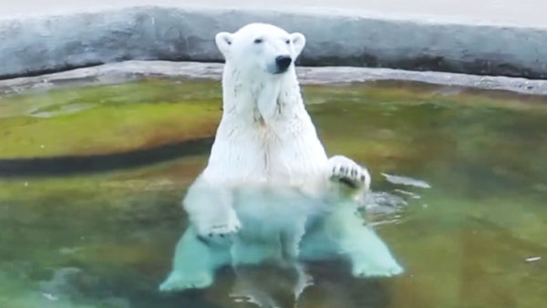 Белая медведица Мурма умерла в зоопарке Москвы