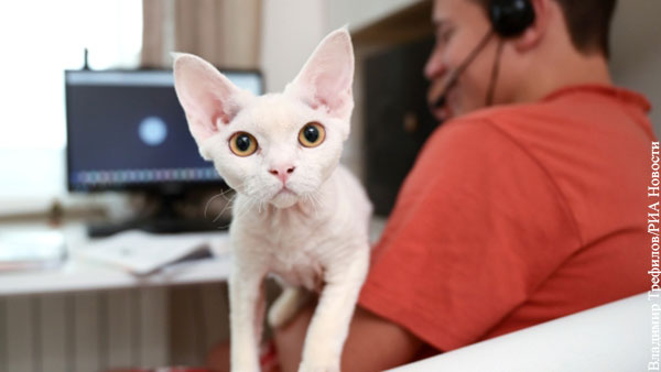 Ученые выяснили, как кошки обманывают хозяев