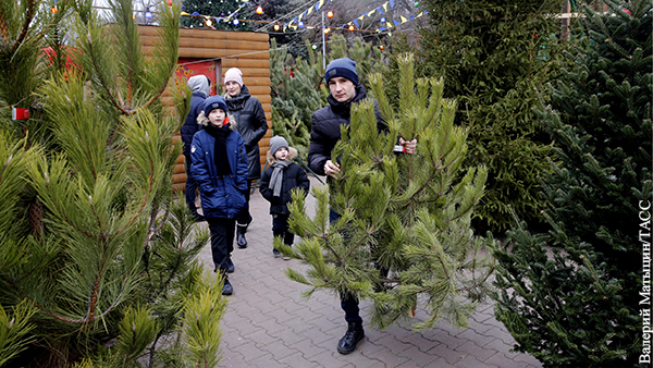 В России резко снизилась заготовка новогодних елок