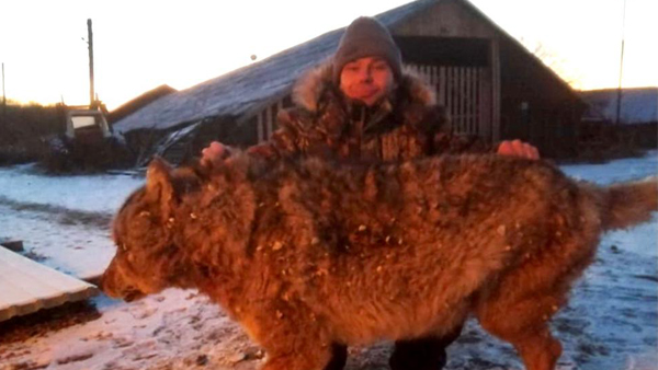 Британцев восхитил задушивший волка фермер из России