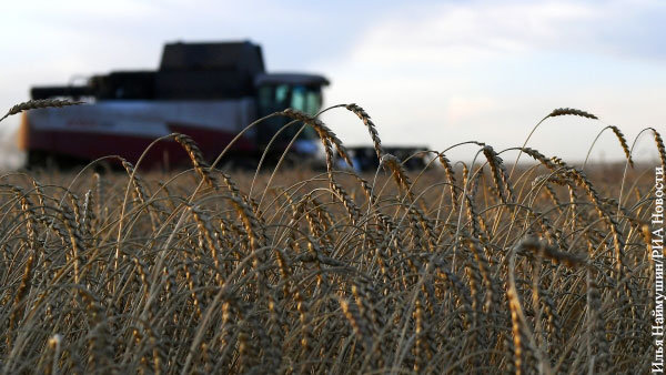 Минсельхоз США заявил о рекордном урожае пшеницы в России