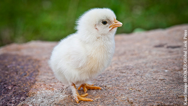 В Германии запретили умерщвлять новорожденных цыплят