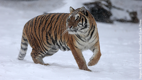 Амурский тигр помог Охотнадзору поймать браконьеров