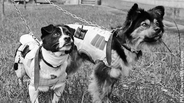 Роскосмос рассекретил документы о полете двух собак в радиационном поясе Земли
