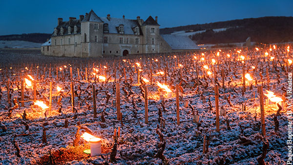 Французское вино будущего урожая спасают с помощью костров