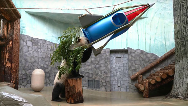 В Московском зоопарке панду заманили в ракету из бамбука