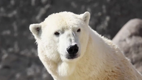 В Ленинградском зоопарке умерла старейшая белая медведица
