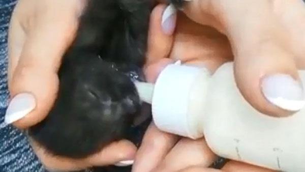 Новорожденных котят спасли после пожара на «Невской мануфактуре»