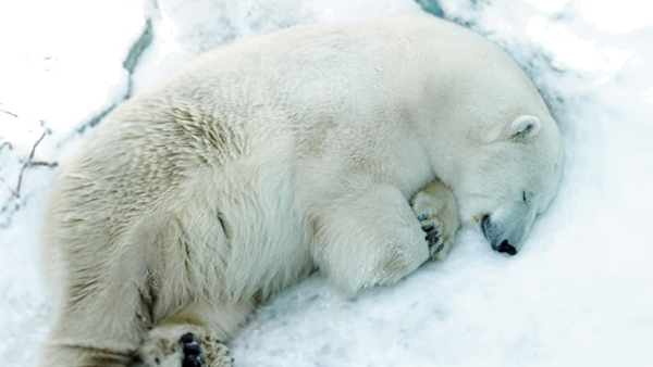 Белого медведя-сироту в зоопарке Екатеринбурга убил мячик посетителя