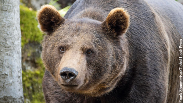 Принца Лихтенштейна заподозрили в убийстве самого большого медведя Европы