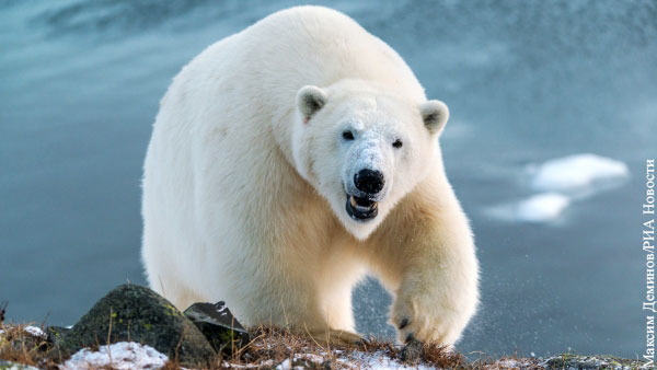 Дикого белого медведя впервые заметили в 2,5 тыс. км от полюса