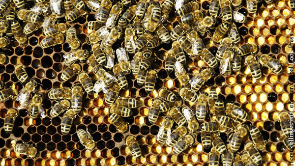 «Укрпочта» погубила 8 млн пчел