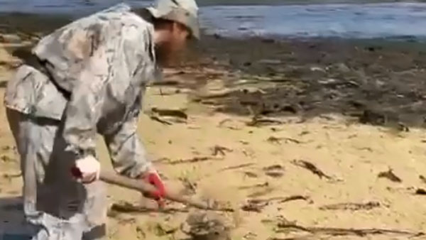 Жители Сахалина вышли собирать лопатами выброшенную на берег икру