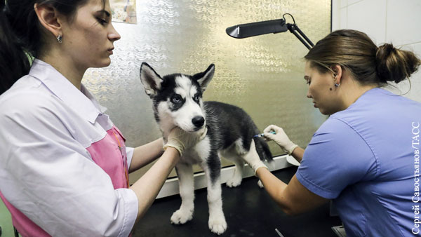 В России началась вакцинация животных от COVID