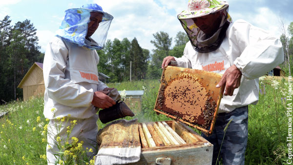 В Башкирии зафиксирована массовая гибель пчел