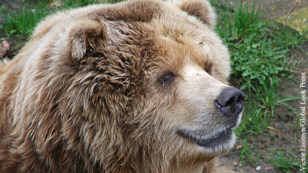 Зоолог объяснил жителям Мытищ, как вести себя при встрече с медведем