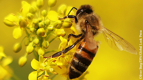 Власти предупредили о появлении пьяных пчел в Подмосковье