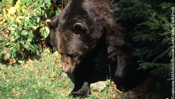 Медведь задрал второго за лето человека в парке «Ергаки» в Красноярском крае