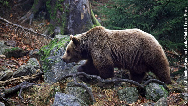 Красноярский СК проверит обстоятельства нападения медведя на туристов из Москвы