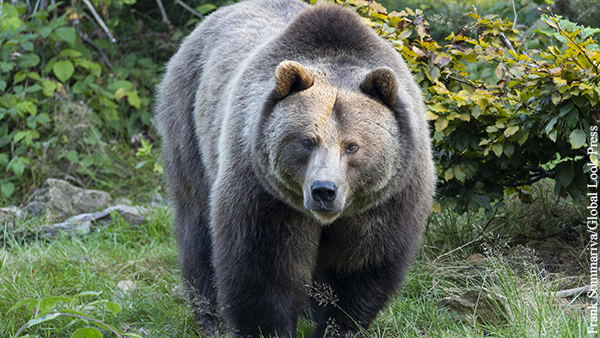 Потерявшие товарища при нападении медведя туристы рассказали подробности