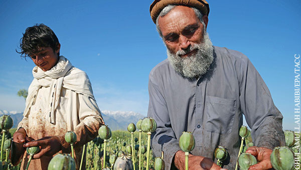 Талибы объявили о прекращении производства наркотиков в Афганистане