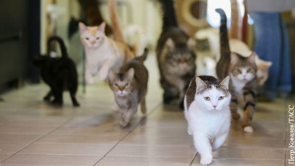 Зоозащитник сказал, чем должно ограничиваться количество домашних животных в квартире