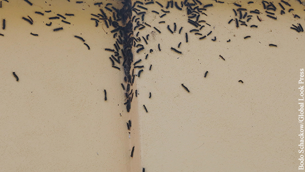 Жители Севастополя пожаловались на массовое нашествие гусениц