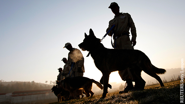 Пентагон бросил служебных собак в Кабуле