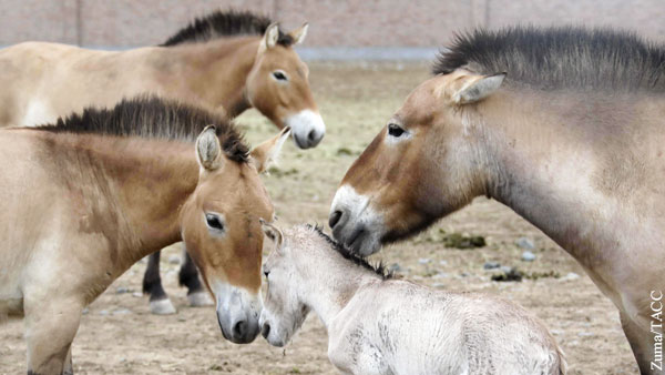 В Оренбургском заповеднике разъяснили статус лошади Пржевальского