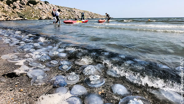 На Украине хотят заставить Россию заплатить за медуз в Азовском море