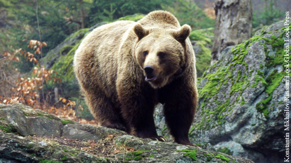 Боксер введен в кому после сражения с медведем в Тюменской области