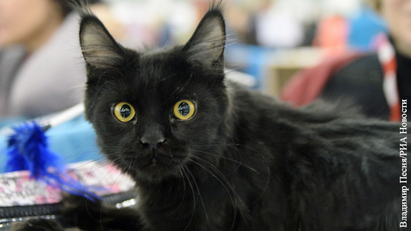 Стало известно о нелюбви москвичей к черным кошкам