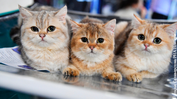 Названы самые популярные в России породы кошек