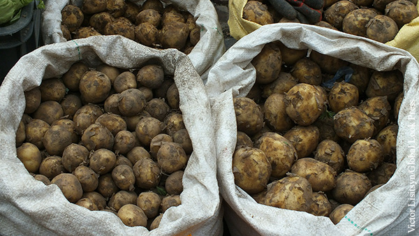 Стало известно о росте оптовых цен на картофель и капусту на 70%