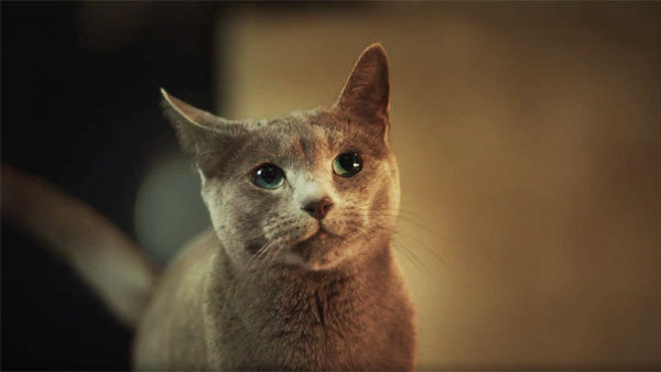 Радикальные сторонники семейных ценностей обвинили рекламу корма для кошек на ТВ в зоофилии