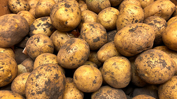 Россиян предупредили о риске дефицита картофеля
