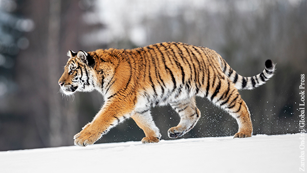 Исчез самый крупный в России тигр по кличке Чудовище