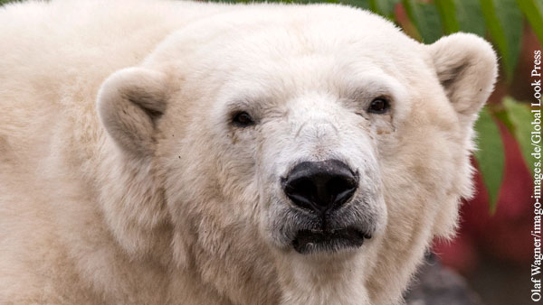 В Берлинском зоопарке умерла старейшая белая медведица Европы