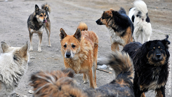 Собаки насмерть загрызли ребенка в Забайкальском крае