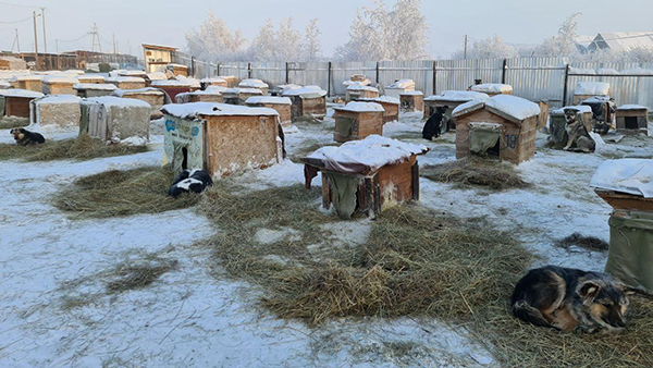 Якутск. Пункт передержки бездомных животных