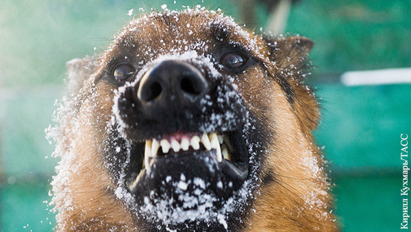 Кинолог: Агрессивных бродячих собак можно отогнать при помощи колбасы и дезодоранта