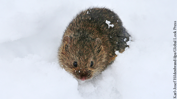 На Украине объяснили покос травы под снегом заботой о мышах