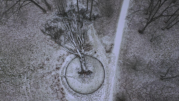 Тургеневский дуб после падения. Декабрь 2021 года