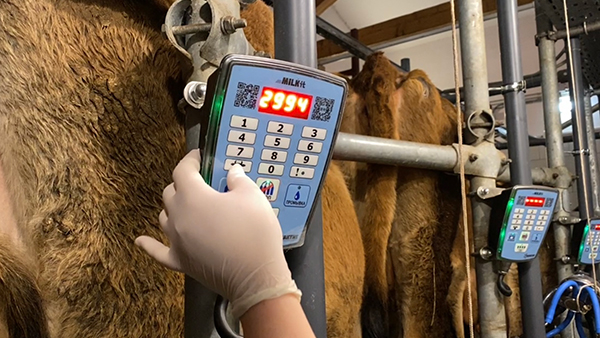 Калужские животноводы получили российскую систему слежения за стадом