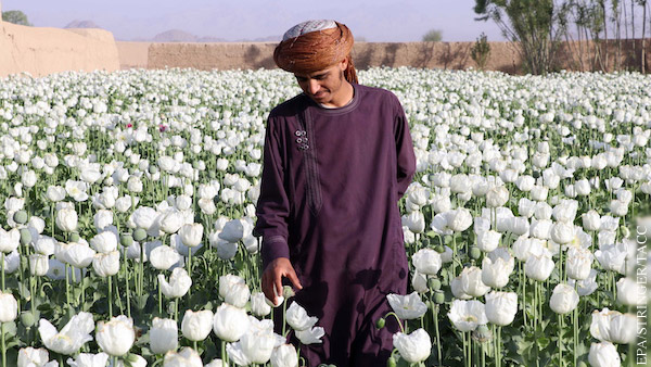 Талибы запретили выращивание мака в Афганистане