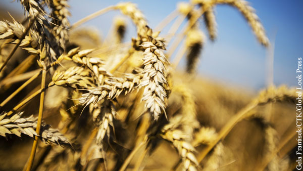 Назван маршрут вывоза пшеницы с Украины в ЕС