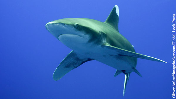 В Хургаде акула откусила туристке руку и ногу