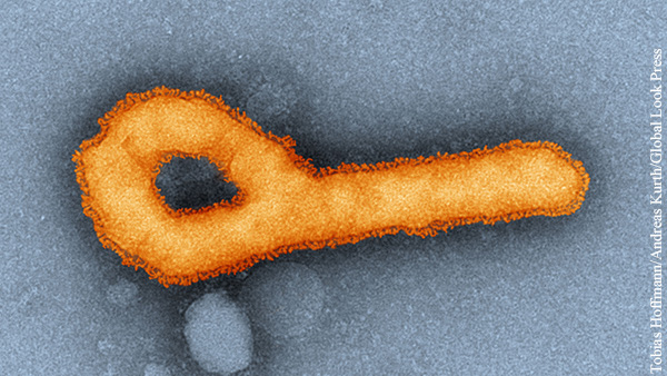 Минобороны: США исследовали вирус Эбола в противочумном институте в Одессе